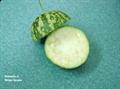 Citrullus colocynthis